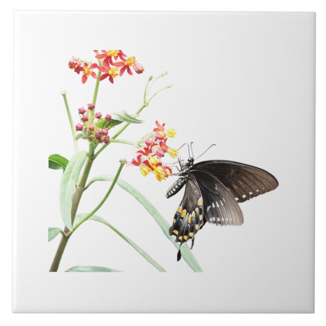 Borboleta em Milkweed Blooms, em branco (Frente)