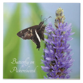 Borboleta em Pickerelweed Bloom;