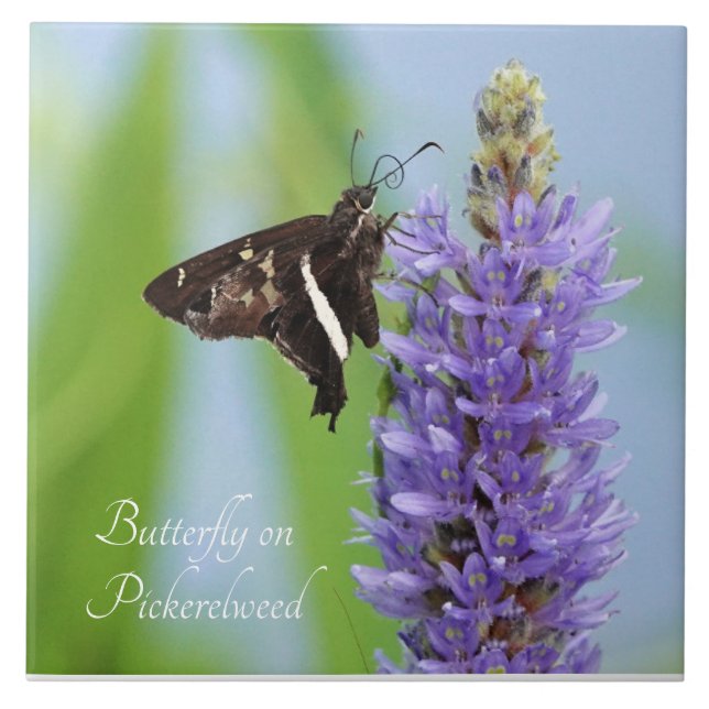 Borboleta em Pickerelweed Bloom; (Frente)