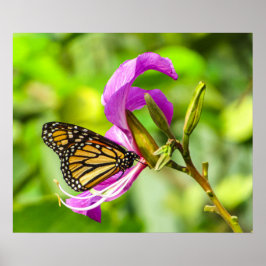 Borboleta em poster de flor