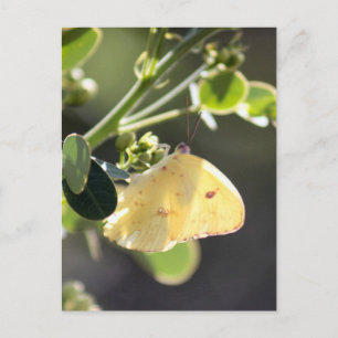 Borboleta Enxofre Sem Nuvens Foto Cartão Postal