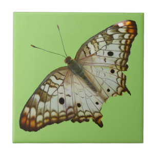 Borboleta Exótica de Santa Lúcia