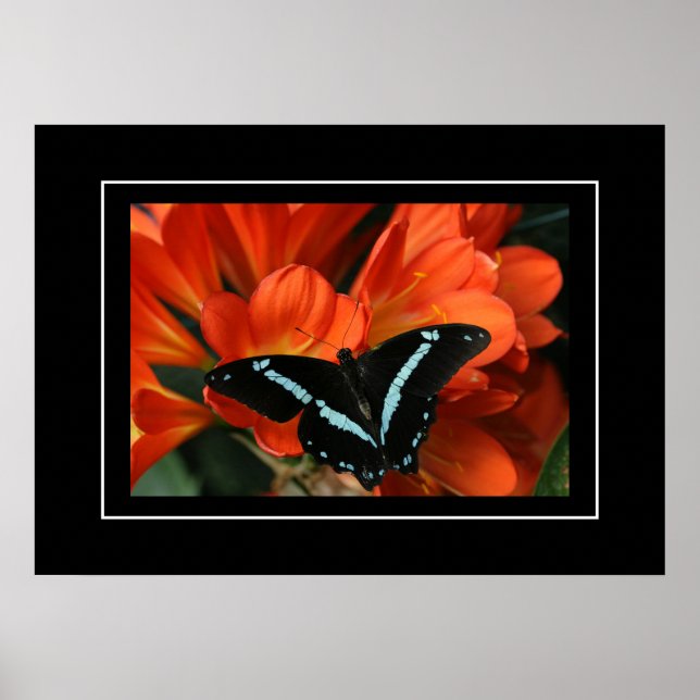 Borboleta/Flores de poster (Frente)