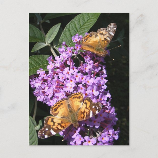 Borboleta Gêmeas ~ cartão postal (Frente)