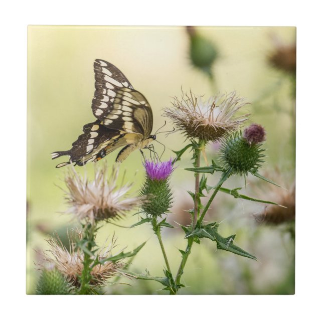 Borboleta gigante (Frente)