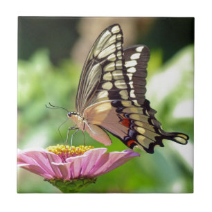 Borboleta gigante