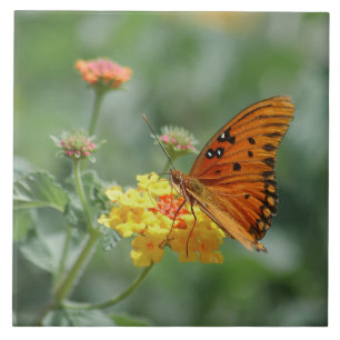 Borboleta Gulf Fritillary Esticada
