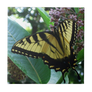 Borboleta I de Swallowtail em Milkweed em Shenando