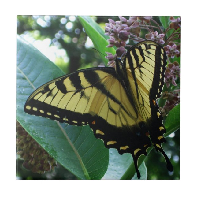 Borboleta I de Swallowtail em Milkweed em Shenando (Frente)