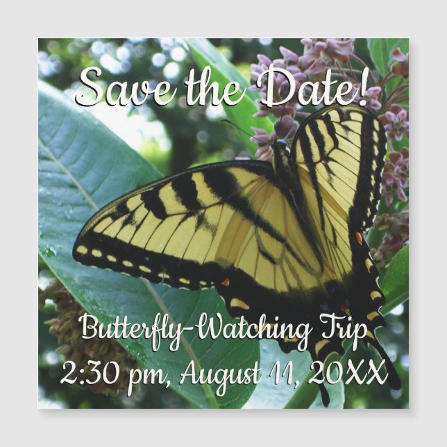 Borboleta I de Swallowtail em Milkweed em Shenando (Frente)