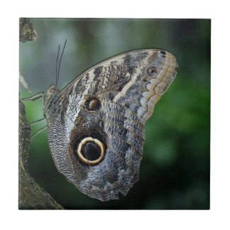 Borboleta Incrível de Caligo Eurilochus