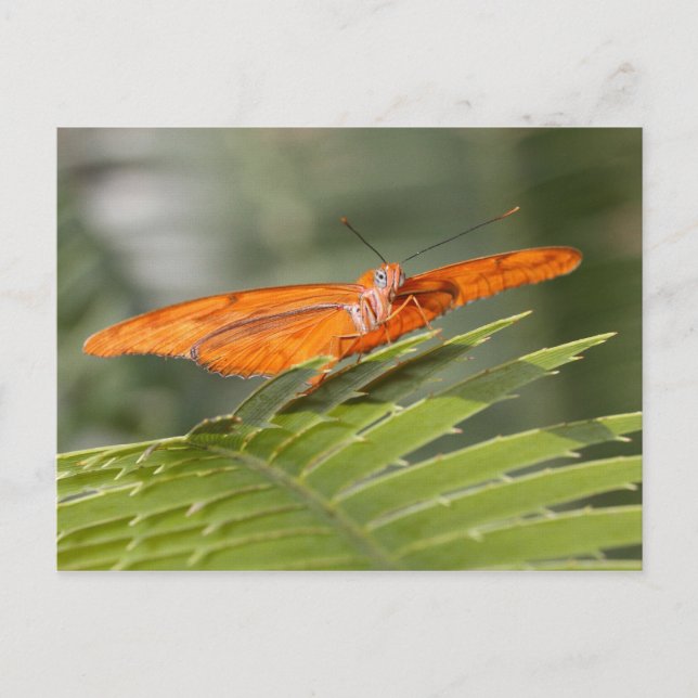 Borboleta Julia no cartão postal (Frente)