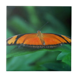 Borboleta laranja brilhante e preta na folha