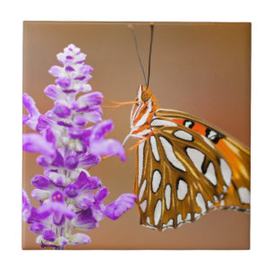Borboleta Laranja Brilhante Gulf Fritillary