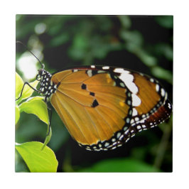 Borboleta laranja, preta e branca na folha