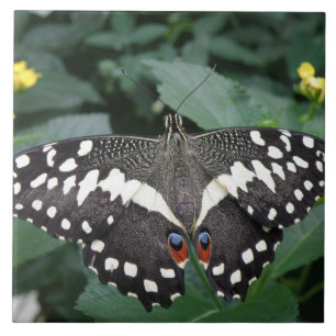 Borboleta limão e Azulejo Flores