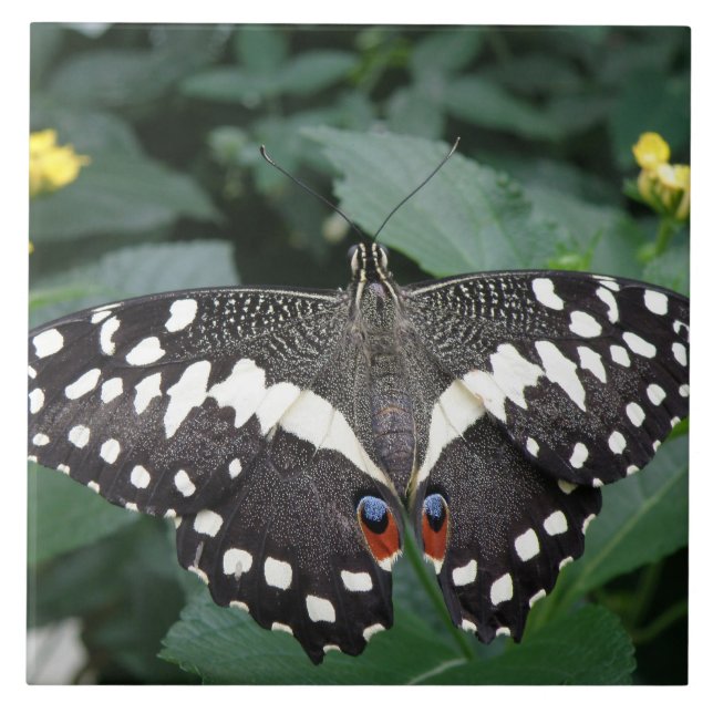 Borboleta limão e Azulejo Flores (Frente)
