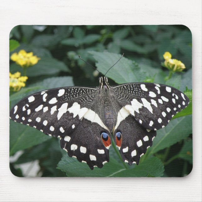 Borboleta limão e flores Mousepad (Frente)