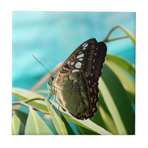 Borboleta Marrom com Asas Fechadas
