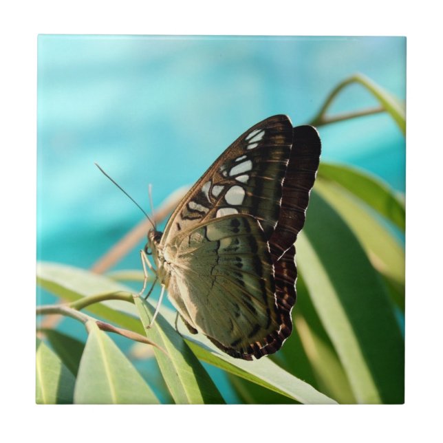 Borboleta Marrom com Asas Fechadas (Frente)