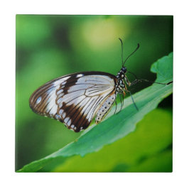 Borboleta Marrom Escuro e Cinza