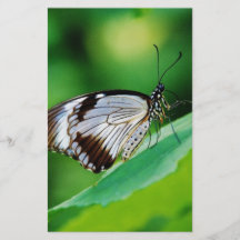 Borboleta Marrom Escuro e Cinza