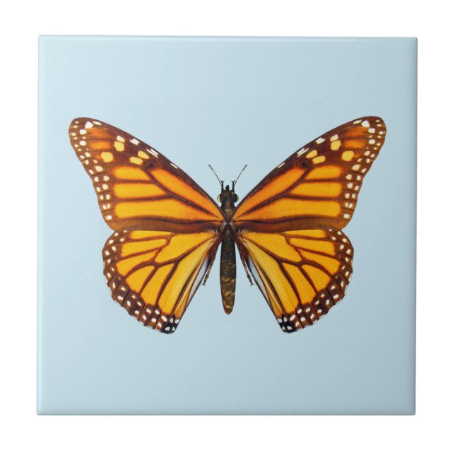 Borboleta Monarca (Frente)
