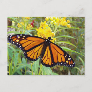 Borboleta Monarca - Cartão postal