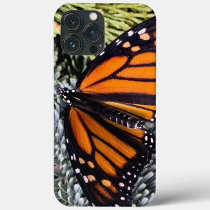 Borboleta monarca em evergreens