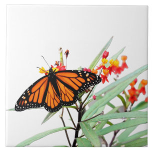 Borboleta Monarca em Sangue Milkweed, em Branco