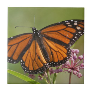 Borboleta-monarca macho em Asclepias incarnata