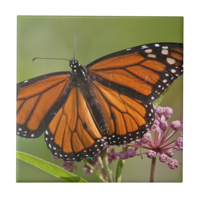 Borboleta-monarca macho em Asclepias incarnata (Frente)