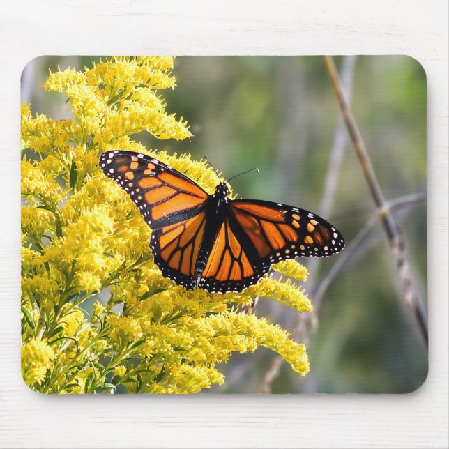 Borboleta Monarca no Mousepad Goldenrod (Frente)