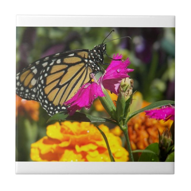 Borboleta Monarch no azulejo rosa-marigold (Frente)