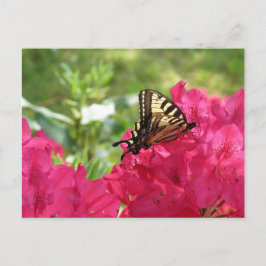 Borboleta na Azaléia Natureza Floral Cartão Postal