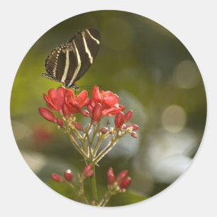 Borboleta na etiqueta real de Poinciana