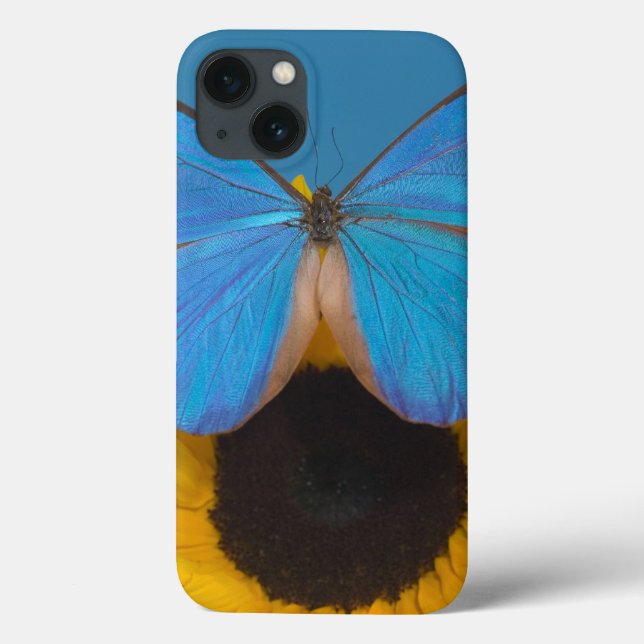 Borboleta no Girassol (Verso)