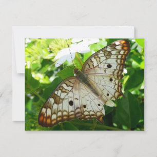 Borboleta no Jasmin Flor Tropical Fotografia da Na