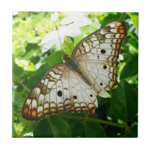 Borboleta no Jasmin Flor Tropical Fotografia da Na