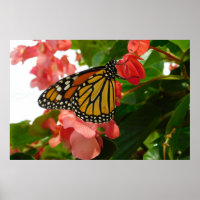 Borboleta no Poster de Flores Vermelhas