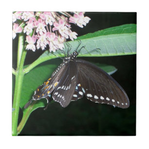 Borboleta Noturna Negra Swallowtail em Shenandoah