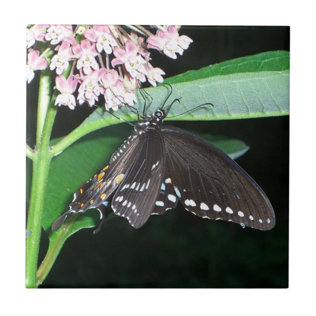 Borboleta Noturna Negra Swallowtail em Shenandoah (Frente)