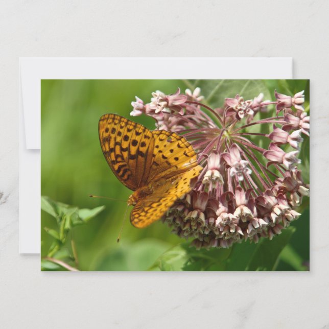 Borboleta Numa Almôndega - Cartão De Saudação Simp (Frente)