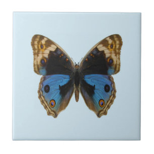 Borboleta Pansy Azul