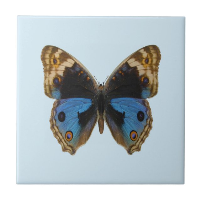 Borboleta Pansy Azul (Frente)