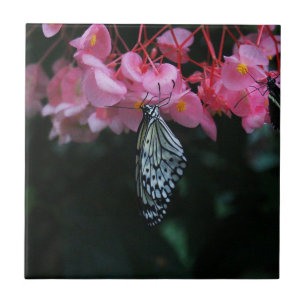 Borboleta Pendurada em Flores