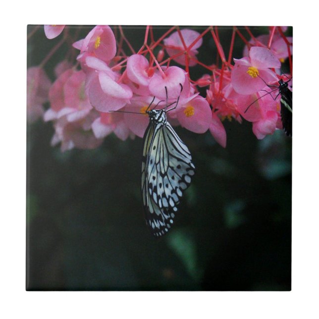 Borboleta Pendurada em Flores (Frente)