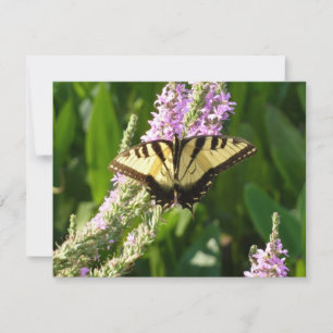 Borboleta Rabo de Andorinha em Flores Silvestres R