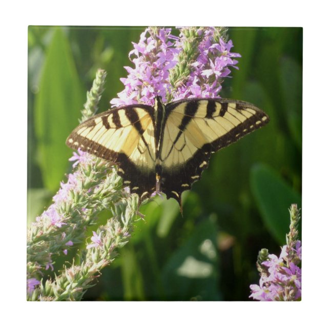 Borboleta Rabo de Andorinha em Flores Silvestres R (Frente)