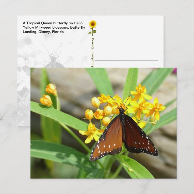 Borboleta Rainha Tropical, FL - cartão postal (Frente/Verso)
